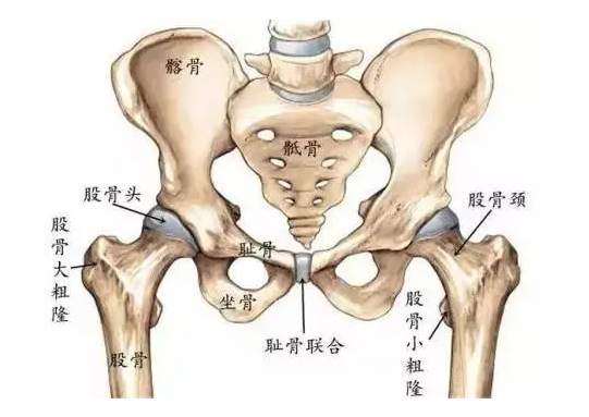 【健康信息】髋关节疼痛是什么病，该如何治疗